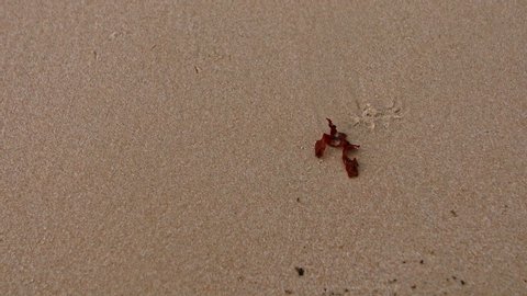 Still shot of a piece of red seaweed sitting on the sand near the ocean