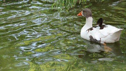 A beatiful white duck swimming in a pond in Turkey