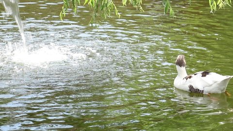 A beatiful white duck swimming in a pond in Turkey
