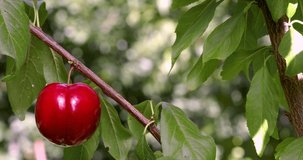 Organic Plums on plum tree branches 4K Video