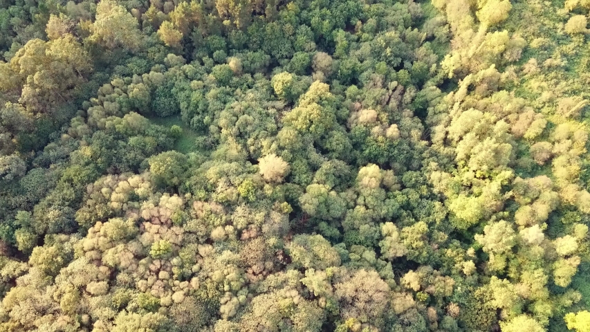 Forest Aerial View, Asturias, Spain, a Nature Video by juanrofer85