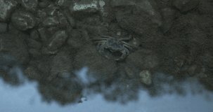 Potamon potamios fluviatile (freshwater crab) underwater video