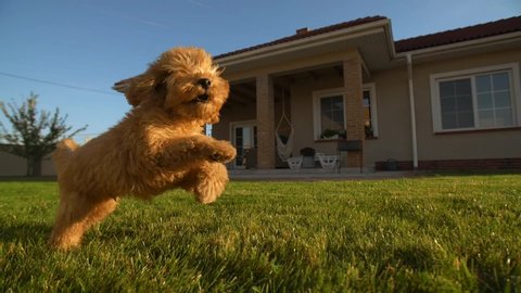 Little cute Red toy poodle puppy running on the green grass at backyard near the house, Warm sunny day with blue sky and beautiful sunshine. slow motion