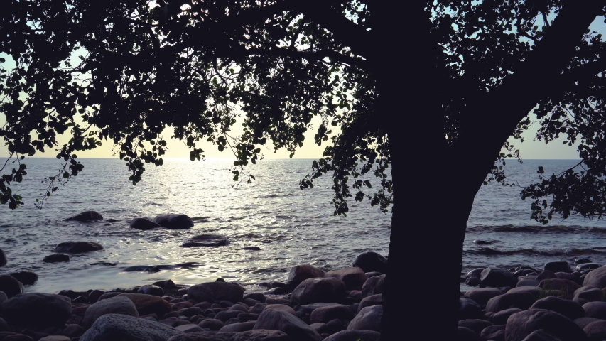 Tree silhouette on the Baltic Sea at sunset