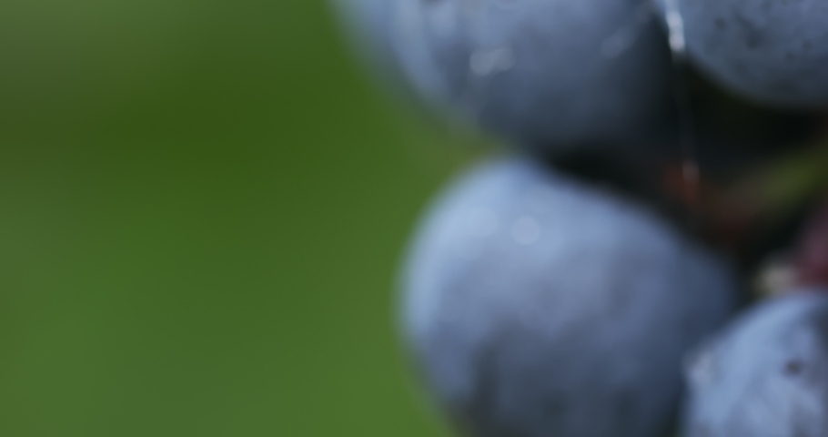 Close-up of berries of blue grapes after rain, macro shot Royalty-Free Stock Footage #1038380942