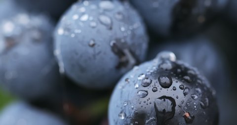 Close-up of berries of blue grapes after rain, macro shot