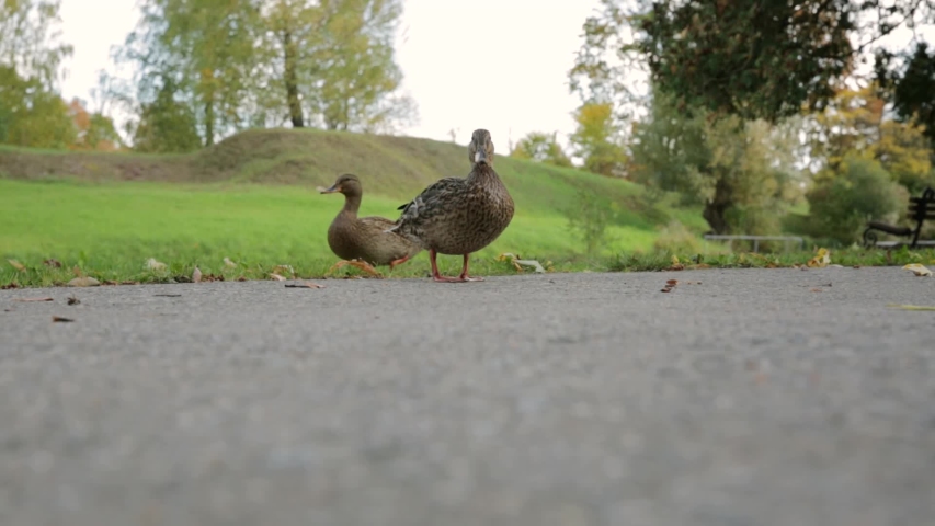 Two duck in autumn in a green park