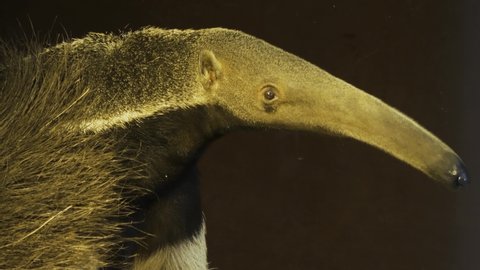Close up of anteater of head with long nose, he looks down.