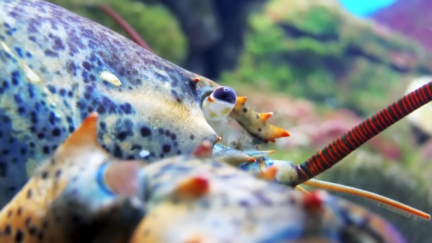 Homarus gammarus, known as European lobster or common lobster, is a species of clawed lobster from the eastern Atlantic Ocean, Mediterranean Sea and parts of the Black Sea.