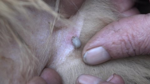 Help clean ticks from dogs. Castor bean tick (Ixodes ricinus)