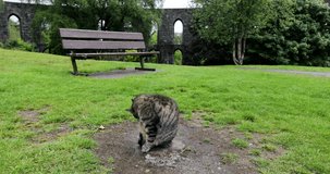 Street cat in Scottish park on rainy day.