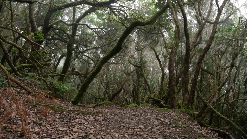 The path of the enchanted forest