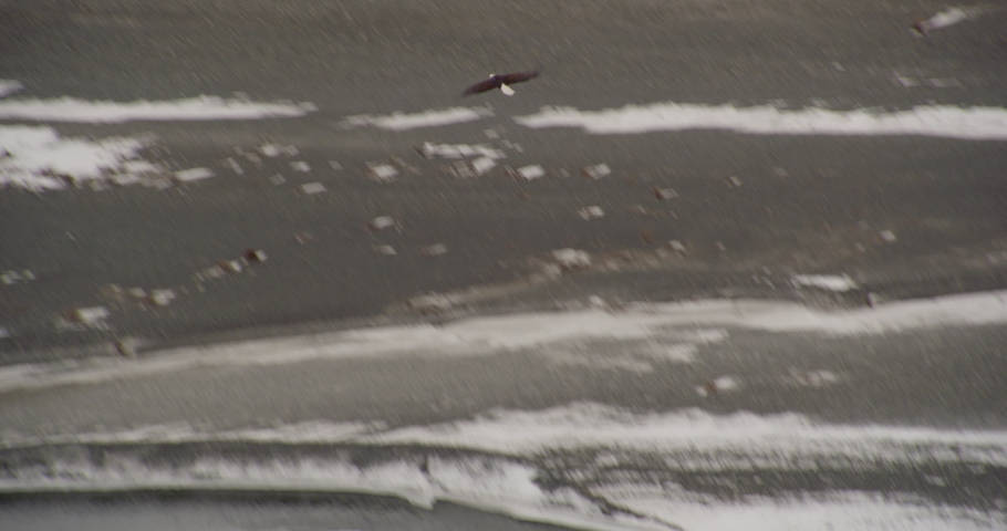 Aerial helicopter shot track alongside soaring eagle over riverside, swoops down and grabs large salmon, lands on snowy bank nearby, drone footage