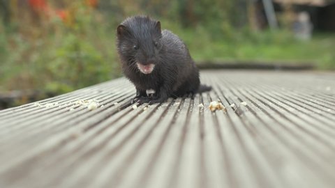 Wild mink eating crumbs close up SLOW MOTION
