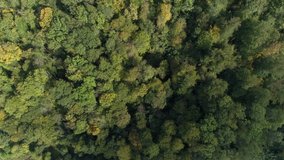 Flying over the forest in early autumn. 4K video.