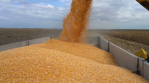 Corn Falling in Slow Motion from Combine Auger into Tractor Trailer. Harvested Corn Being Transferred into a Grain Trailer. Harvest Time. Combine Harvester Harvesting Maize.