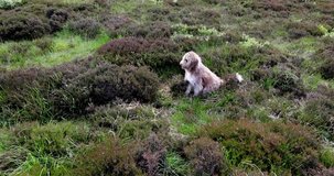 Scottish dog sitting in field in the wind.