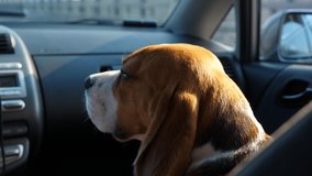 Sad dog travel at front passenger seat of small car, turn head and look back to camera. Short clip of handsome beagle traveller with joyless muzzle.