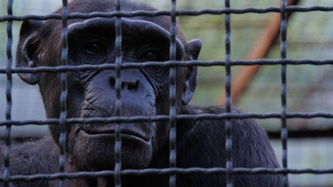 Portrait of a sad chimpanzee behind bars of a zoo cage. Wildlife protection concept.