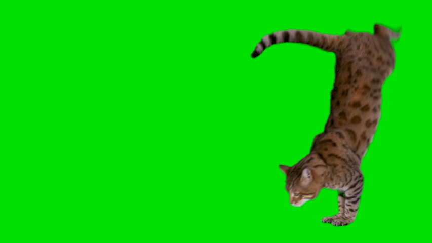 Bengal cat on green screen isolated with chroma key, real shot. Slow motion footage of cat jumping into the frame