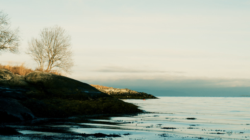 Shore with trees and ocean.