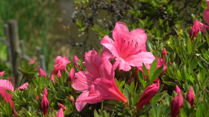Purple flowers in the Japanese Garden Shukkei-en in Hiroshima.
