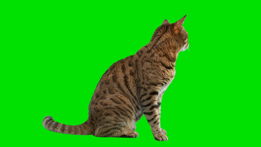 4K Bengal cat on green screen isolated with chroma key, real shot. Cat sitting down looking around Royalty-Free Stock Footage #1038407738