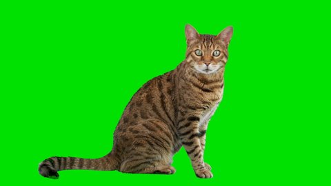 4K Bengal cat on green screen isolated with chroma key, real shot. Cat sitting down looking around