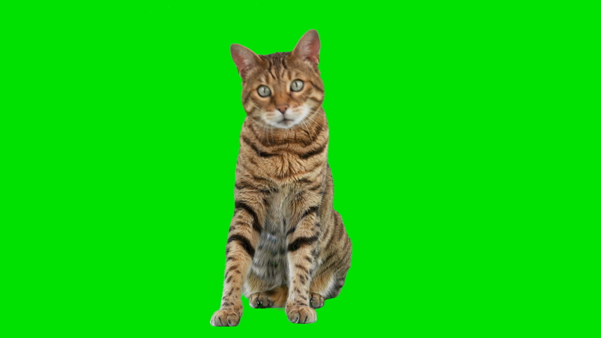 4K Bengal cat on green screen isolated with chroma key, real shot. Cat sitting down looking around