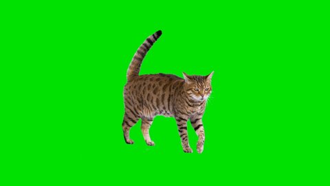 4K Bengal cat on green screen isolated with chroma key, real shot. Cat walks, sits down and starts looking around