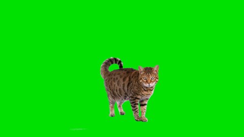  4K Bengal cat on green screen isolated with chroma key, real shot. Cat standing looking at camera, then jumps down