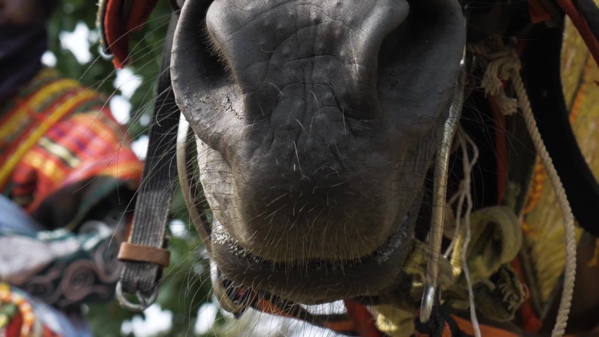 Extreme Close Up On Mouth and Nose Of Horse Against Colourful Backdrop