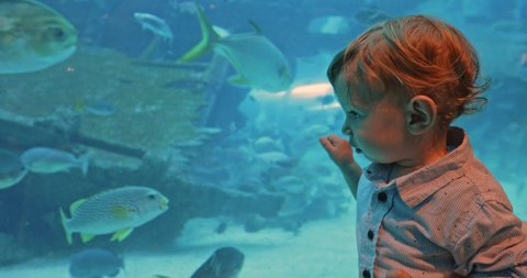 Cute caucasian kid looking at fish in aquarium in oceanarium, leaning his hands on barrier - little tourist concept 4k footage