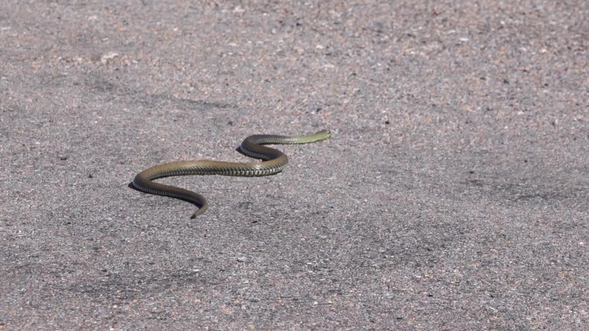A long snake in a car park runs away and hides in the grass