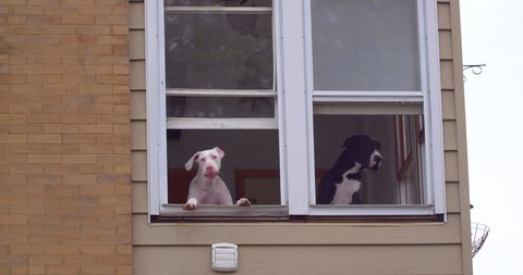 Two Dogs Bark while sticking their heads outside an apartment window. They guard from above. Barking continuously and popping their heads in and out of the windows.