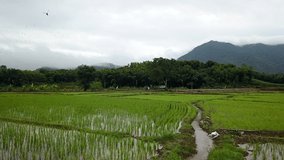 Raising up over a beautiful rice field and mountain range in Chang Rai Northern Thailand