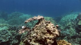 Footage. Coral reefs and fish off the islands of Similan and Surin in the Andaman Sea of the Indian Ocean. Warm tropical ocean with clear water and many vibrant coral fish and unusual coral shapes