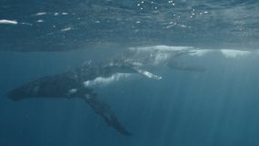 Amazing shot. My most unexpected meeting with humpback whales. Mom and baby turn to the camcorder and swim through it. Footage shot on a cinema camera with 14 bit colors in Raw