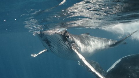 Closeup Humpback Whale Calf Mother Underwater Stock Footage Video (100% ...