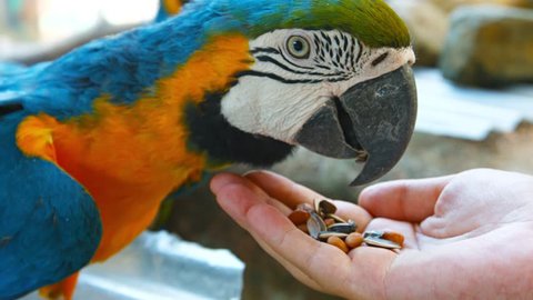 UltraHD video - Beautiful and friendly blue and gold macaw. with his colorful plumage and long. sharp beak. happily eating birdseed from a tourist's hand.
