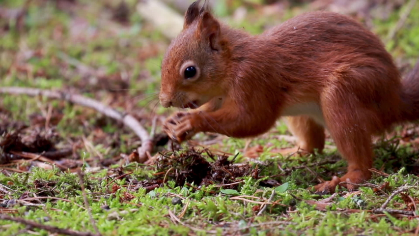 red squirrel, Sciurus vulgaris, close up on pine needle forest floor while stomping/hitting ground in act of caching nut during October, autumn/fall in Scotland. Royalty-Free Stock Footage #1038423371