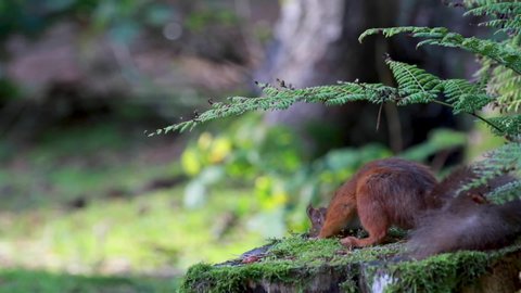 red squirrel, Sciurus vulgaris, close up portrait on pine needle forest floor and tree stump covered in moss while looking/searching for nut/food on a sunny autumn/fall day in October, Scotland.