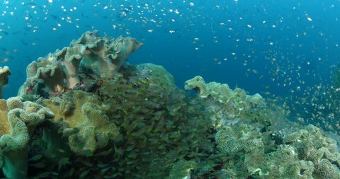 glassfish around corals underwater tropical raja ampat fish school