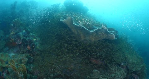 glassfish around corals underwater tropical raja ampat fish school