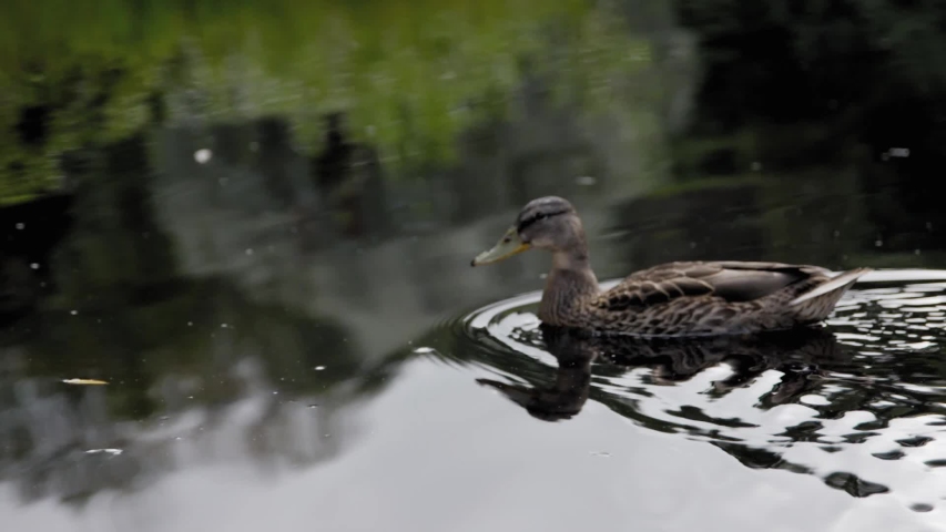 Duck swim in pond in summer | Shutterstock HD Video #1038426989