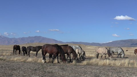 Wild Horses in Autumn in the Utah Desert