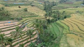 Rice terrace in Bali, Tegallalang, beautiful green paddies with drone video