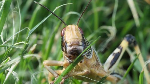 Head of the larvae of a migratory locust eating grass, several takes