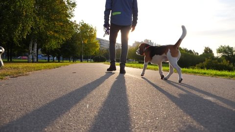 Happy dog walk with owner at sunny path in morning time, green city park. Slow motion shot, beagle jog after man, look around, tail in air. Sun flash ahead, quiet and cool early autumn time