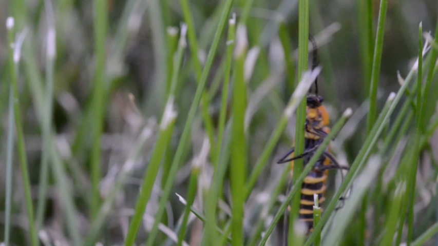 Goldenrod soldier beetle climbing on grass